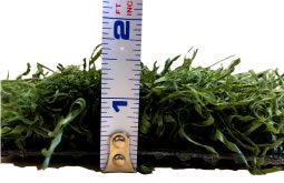 turf height